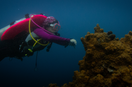 Your Dive Journey Starts Here — How to Choose Courses and Grow with Confidence