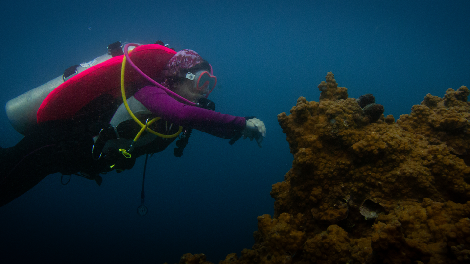 Your Dive Journey Starts Here — How to Choose Courses and Grow with Confidence
